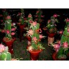 Rode pitaya, pitaja (Hylocereus costaricensis) | € 2,50