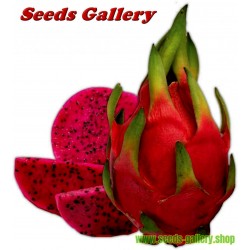 Sementes de Pitaya Vermelha Fruta Do Dragao