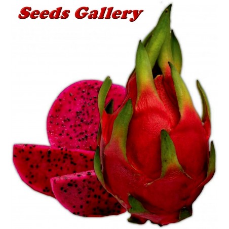 Red Pitaya, Dragon Fruit Seeds (Hylocereus costaricensis) | €2.50