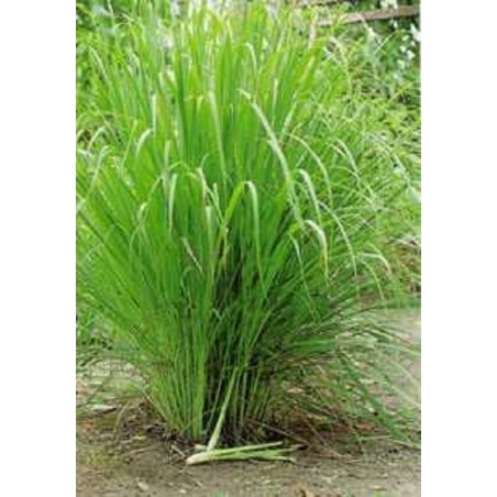 Lemongrass spice - minced (Cymbopogon citratus) | €2.55