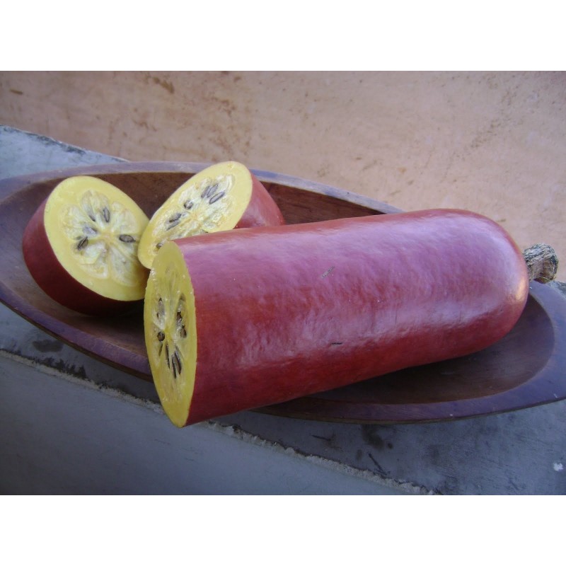 Semillas de Sicana (planta) (Sicana odorifera) | 7,95 €