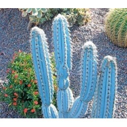 Blue Columnar Cactus Seeds (Pilosocereus pachycladus) 1.85 - 1