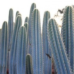 Blue Columnar Cactus Seeds (Pilosocereus pachycladus) 1.85 - 2
