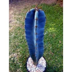 Blue Columnar Cactus Seeds (Pilosocereus pachycladus) 1.85 - 3