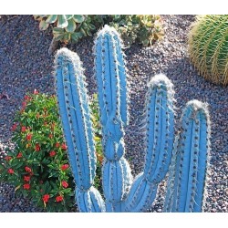 Blue Columnar Cactus Seeds (Pilosocereus pachycladus) 1.85 - 4