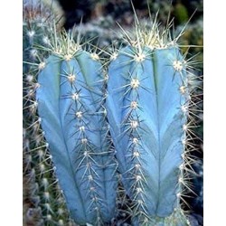 Graines de cactus de colonne bleue (Pilosocereus pachycladus) 1.85 - 5