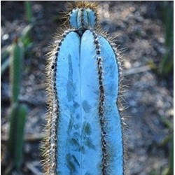 Graines de cactus de colonne bleue (Pilosocereus pachycladus) 1.85 - 6