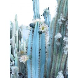 Blue Columnar Cactus Seeds (Pilosocereus pachycladus) 1.85 - 7