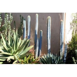 Blue Columnar Cactus Seeds (Pilosocereus pachycladus) 1.85 - 8