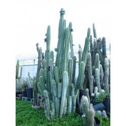 Blue Columnar Cactus Seeds (Pilosocereus pachycladus) 1.85 - 9