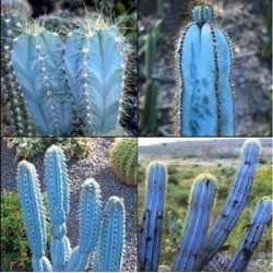 Blue Columnar Cactus Seeds (Pilosocereus pachycladus) 1.85 - 10
