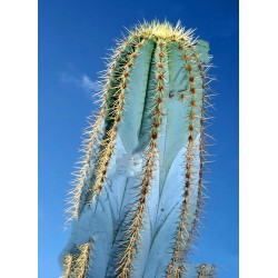 Graines de cactus de colonne bleue (Pilosocereus pachycladus) 1.85 - 11