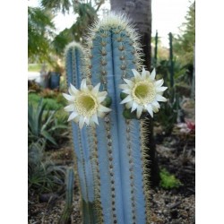 Semillas de cactus azul (Pilosocereus pachycladus) 1.85 - 15