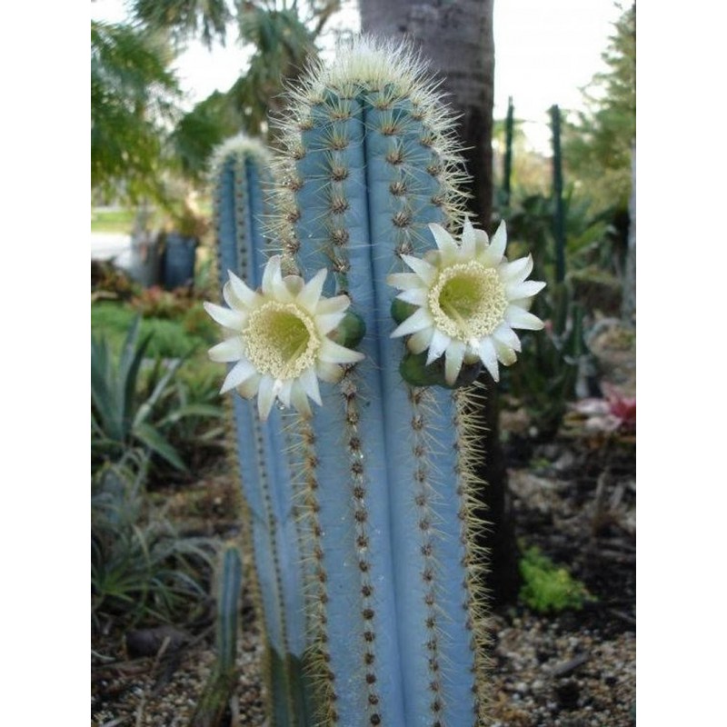 Blue Columnar Cactus Seeds (Pilosocereus pachycladus) 1.85 - 15