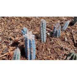 Blue Columnar Cactus Seeds (Pilosocereus pachycladus) 1.85 - 12