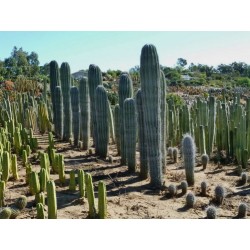 Blue Columnar Cactus Seeds (Pilosocereus pachycladus) 1.85 - 13