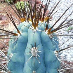 Blue Columnar Cactus Seeds (Pilosocereus pachycladus) 1.85 - 14