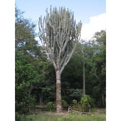 Semi di Cactus Caracore (Cereus dayamii) 1.85 - 1