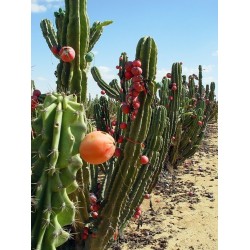 Graines de cactus Caracore (Cereus dayamii) 1.85 - 2