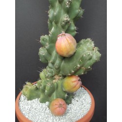 Graines de cactus Caracore (Cereus dayamii) 1.85 - 3