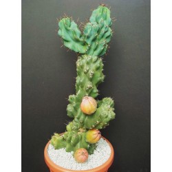Caracore Kaktus Samen (Cereus dayamii) 1.85 - 4