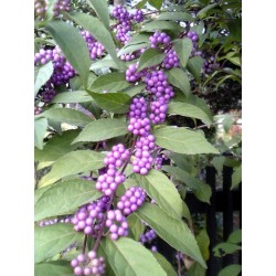 Seme Japanski beautyberry (Callicarpa japonica) 1.85 - 1
