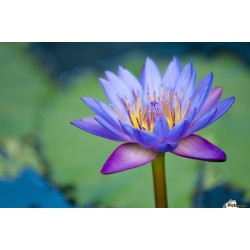 Lotussläktet frön blandade färger (Nelumbo nucifera) 2.55 - 4
