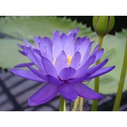Graines de Lotus sacré couleurs mélangées (Nelumbo nucifera) 2.55 - 5