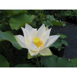 Graines de Lotus sacré couleurs mélangées (Nelumbo nucifera) 2.55 - 7
