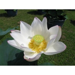 Lotussläktet frön blandade färger (Nelumbo nucifera) 2.55 - 8