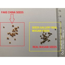 Wasabi Seeds (Wasabia japonica, Eutrema japonicum) 5.5 - 3