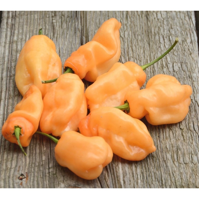 Chili Habanero Peach Samen 2 - 2
