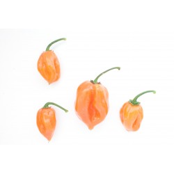 Σπόροι Τσίλι-πιπέρι Habanero Peach 2 - 1