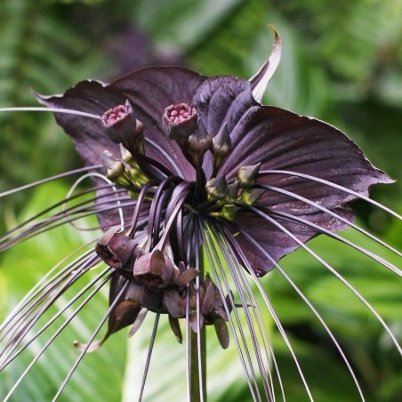 BLACK BAT FLOWER Seeds (Tacca chantrieri) - Price €2.85