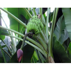 Seme Divlje Banane (Musa balbisiana) 2.25 - 4