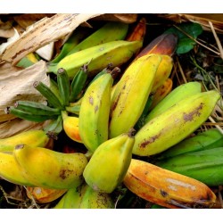 Σπόροι άγρια μπανάνα (Musa balbisiana) 2.25 - 6
