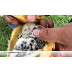 Wild Banana Seeds (Musa balbisiana) 2.25 - 7