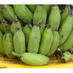 Wild Banana Seeds (Musa balbisiana) 2.25 - 9