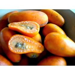 Semi di papaia selvatica (Jacaratia spinosa) 3 - 1