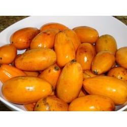 Semi di papaia selvatica (Jacaratia spinosa) 3 - 2