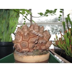 Sementes de Casco De Tartaruga - Pé De Elefante (Dioscorea elephantipes) 3.5 - 1