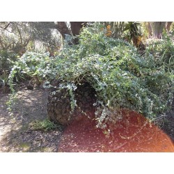 Sementes de Casco De Tartaruga - Pé De Elefante (Dioscorea elephantipes) 3.5 - 2