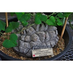 Graines de Plante tortue, Pied d'éléphant (Dioscorea elephantipes) 3.5 - 3