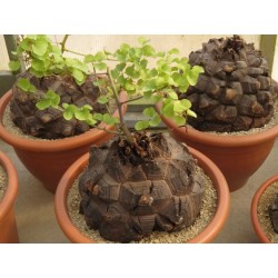 Graines de Plante tortue, Pied d'éléphant (Dioscorea elephantipes) 3.5 - 7