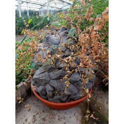 Graines de Plante tortue, Pied d'éléphant (Dioscorea elephantipes) 3.5 - 10