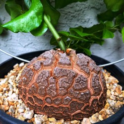 Elefantenfuß, Schildkrötenrücken Samen (Dioscorea elephantipes) 3.5 - 11