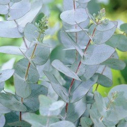 Eucalyptus Gunnii Seme (Cider Gum Tree) 2.5 - 1