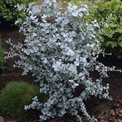 Frön Silvereukalyptus 2.5 - 2