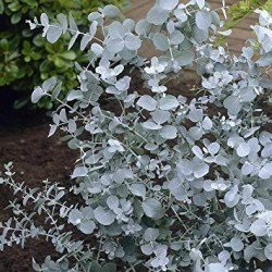 Frön Silvereukalyptus 2.5 - 3