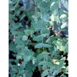 Eukalyptus gunnii Samen (Cider Gum Tree) Winterhart 2.5 - 4